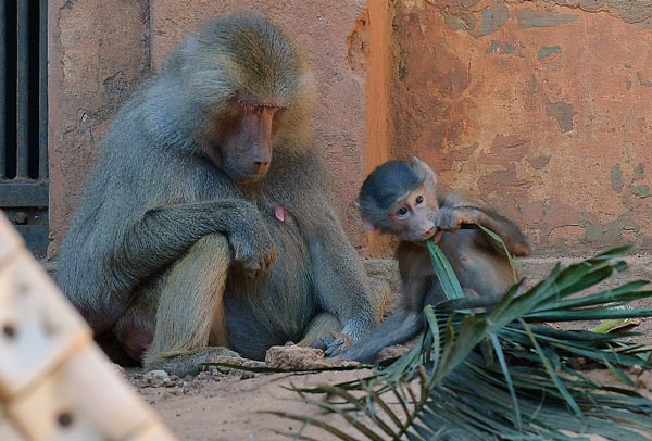 2016-07-27-filhote-de-babuino-sagrado-ft-zaqueu-proenca-087-41