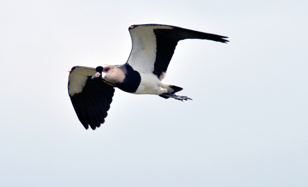 2013-10-31-passaros-paco-ft-zaqueu-proenca-053-59