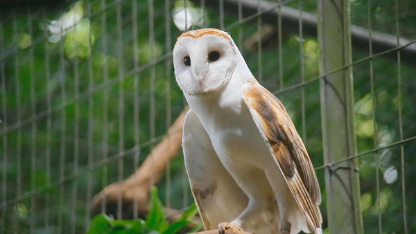 suindara1mp4snapshot000820160411120414