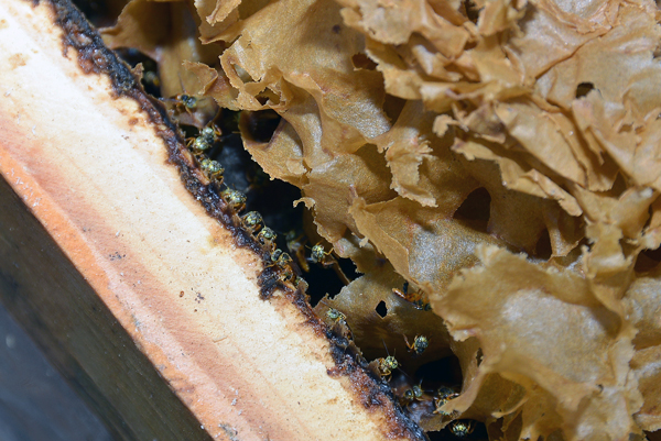 2016-05-20-parque-da-biodiversidademeliponario-ft-zaqueu-proenca-091-169