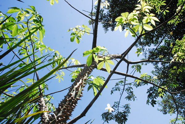 2013-08-29-arvore-grandeclone-da-paineira-ft-zaqueu-proenca-019-20