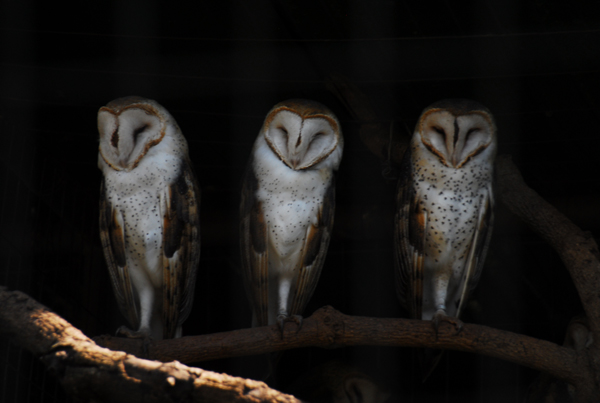 2012-03-22-zoologico-ft-zaqueu-proenca-147-154