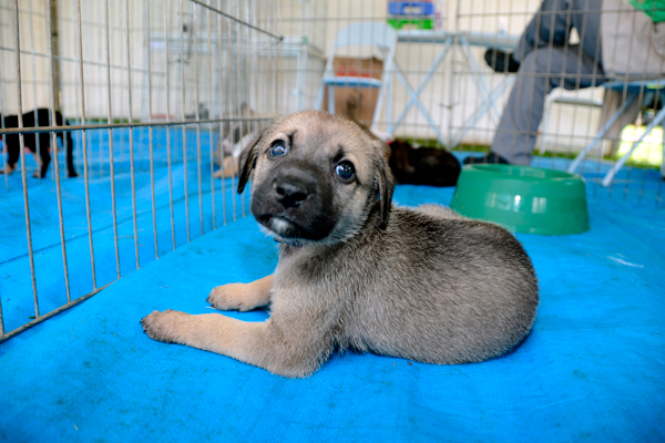 2017-04-27-feira-de-adoco-de-ces-e-gatos-ft-zaqueu-proenca-036