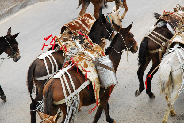 semana-do-tropeirodesfile-ft-zaqueu-proenca