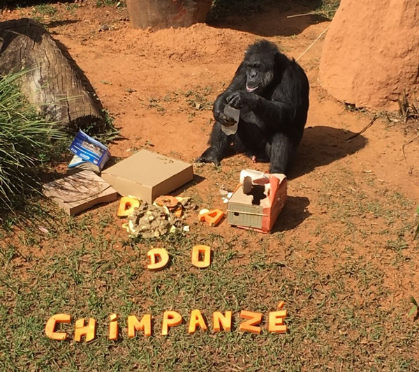 diachimpanze2