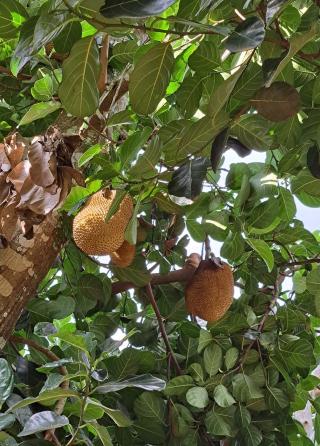 Chácara em JUNDIAQUARA, ARAÇOIABA DA SERRA - Foto 19