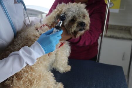 Consultório Veterinário Móvel leva saúde e bem-estar a cães e gatos de diferentes regiões de Sorocaba
