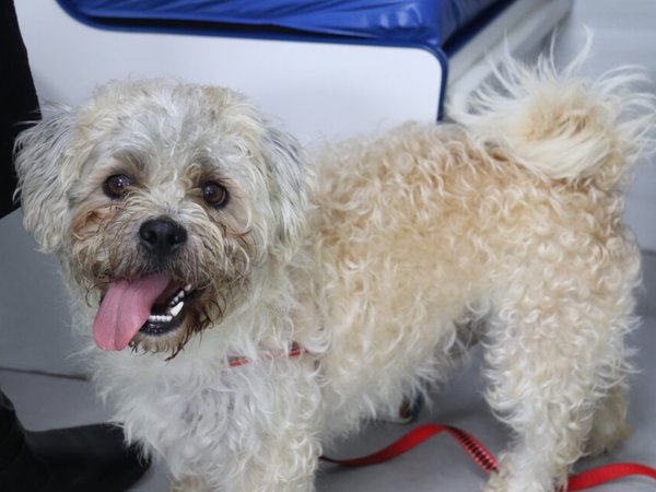 Consultório Veterinário Móvel leva saúde e bem-estar a cães e gatos de diferentes regiões de Sorocaba
