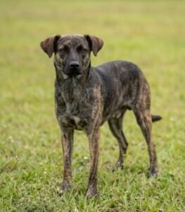 CEAGESP recebe evento de adoção de cães do Canil Municipal de Sorocaba neste sábado (10)