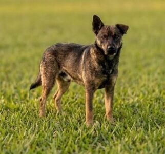 CEAGESP recebe evento de adoção de cães do Canil Municipal de Sorocaba neste sábado (10)
