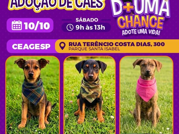 CEAGESP recebe evento de adoção de cães do Canil Municipal de Sorocaba neste sábado (10)