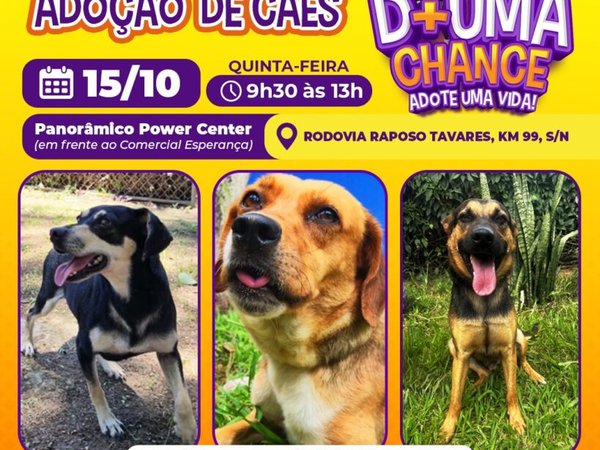 Panorâmico Power Center recebe evento de adoção de cães do Canil Municipal de Sorocaba nesta quinta-feira (15)