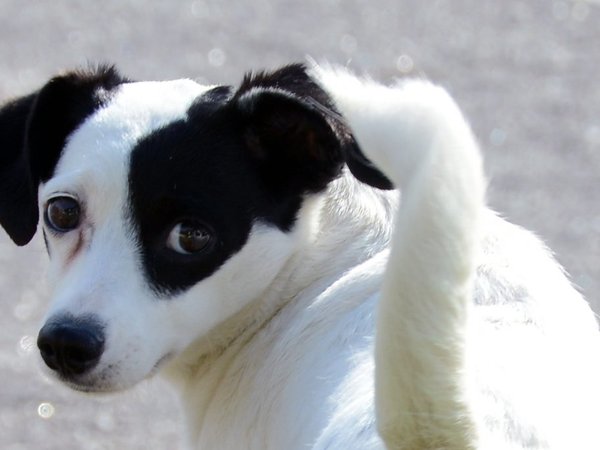 Prefeitura de Sorocaba abre inscrições para castração gratuita de cães e gatos no mês de novembro