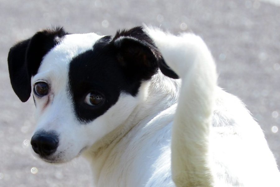 Prefeitura de Sorocaba abre inscrições para castração gratuita de cães e gatos no mês de novembro