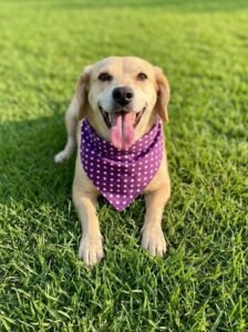 Carrefour Sônia Maria recebe evento de adoção de cães do Canil Municipal neste sábado (17)