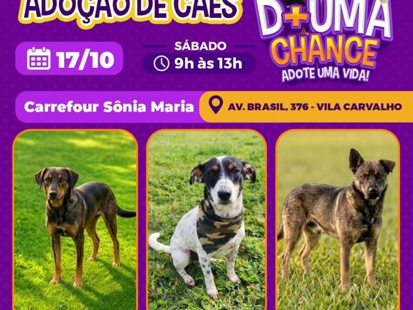 Carrefour Sônia Maria recebe evento de adoção de cães do Canil Municipal neste sábado (17)