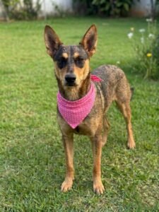 CEAGESP recebe evento de adoção de cães do Canil Municipal de Sorocaba neste sábado (24)