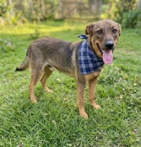 CEAGESP recebe evento de adoção de cães do Canil Municipal de Sorocaba neste sábado (24)