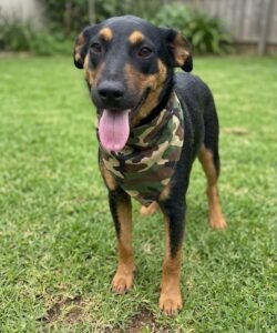 CEAGESP recebe evento de adoção de cães do Canil Municipal de Sorocaba neste sábado (24)