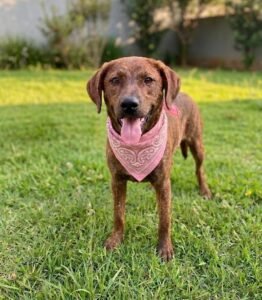 CEAGESP recebe evento de adoção de cães do Canil Municipal de Sorocaba neste sábado (24)