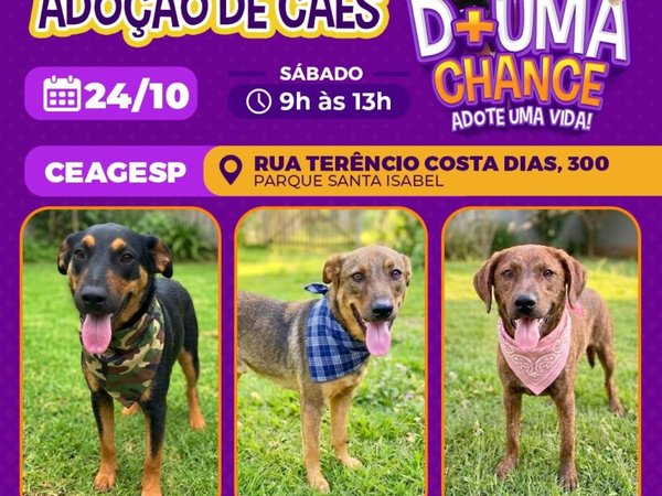 CEAGESP recebe evento de adoção de cães do Canil Municipal de Sorocaba neste sábado (24)