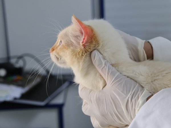 Consultório Veterinário Móvel atenderá no Central Parque na próxima semana