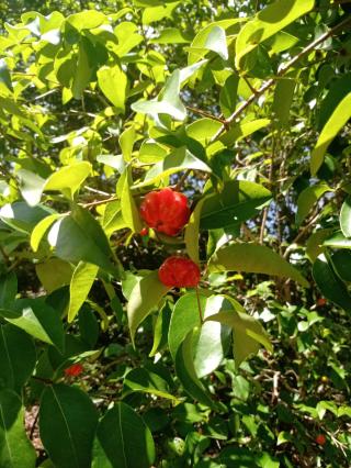 Chácara em JUNDIAQUARA, ARAÇOIABA DA SERRA - Foto 20